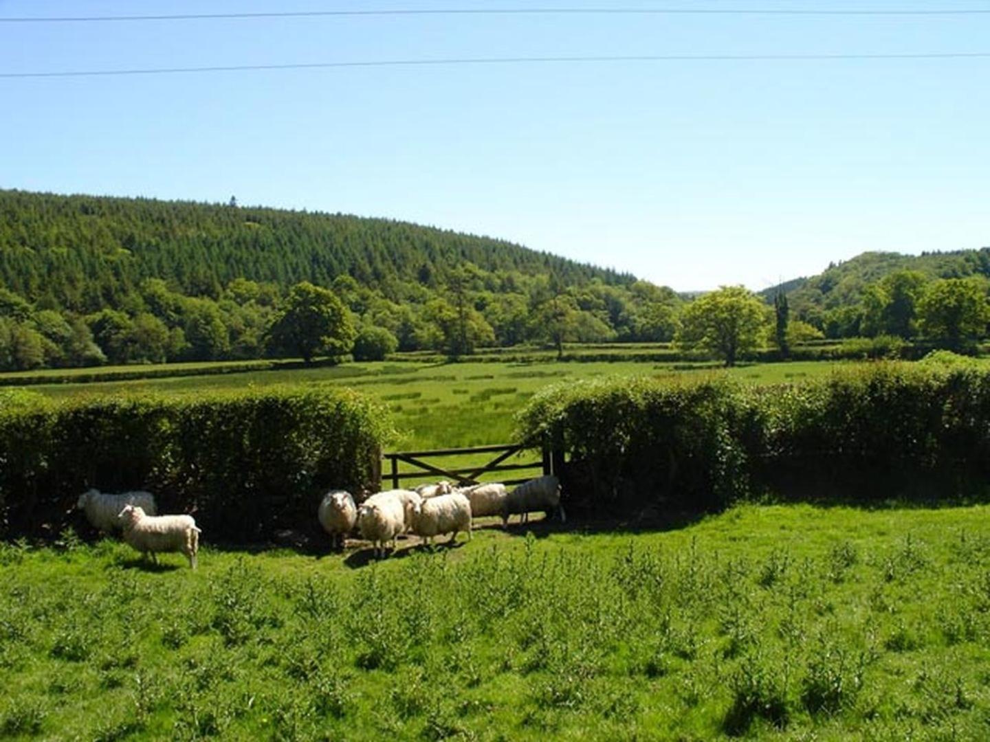 Lew Quarry Cottage Lewdown Dış mekan fotoğraf